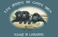 Labradors Carpe Diem